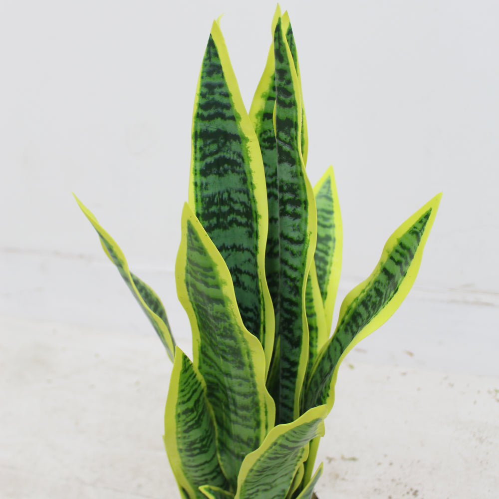 Artificial Sansevieria Plant 65cm Modern Indoor Décor Plant