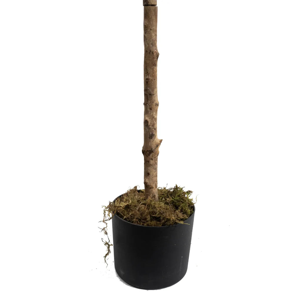 Marcolo artificial olive tree trunk with moss in a black pot.