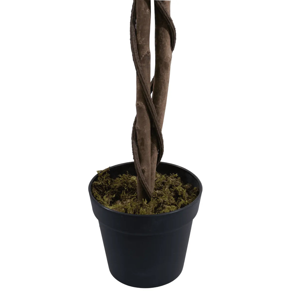 Base of Marcolo Douhua tree with twisted trunk in a pot.