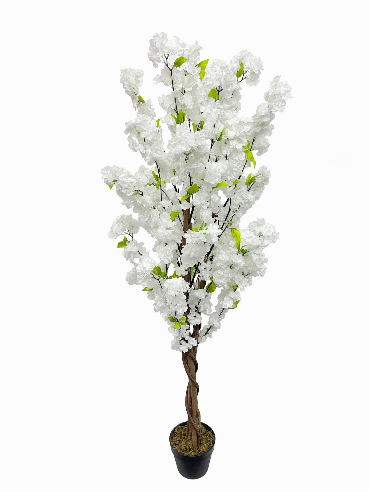 Marcolo artificial cherry blossom tree, white, 150 cm, twisted trunk in black pot on white background