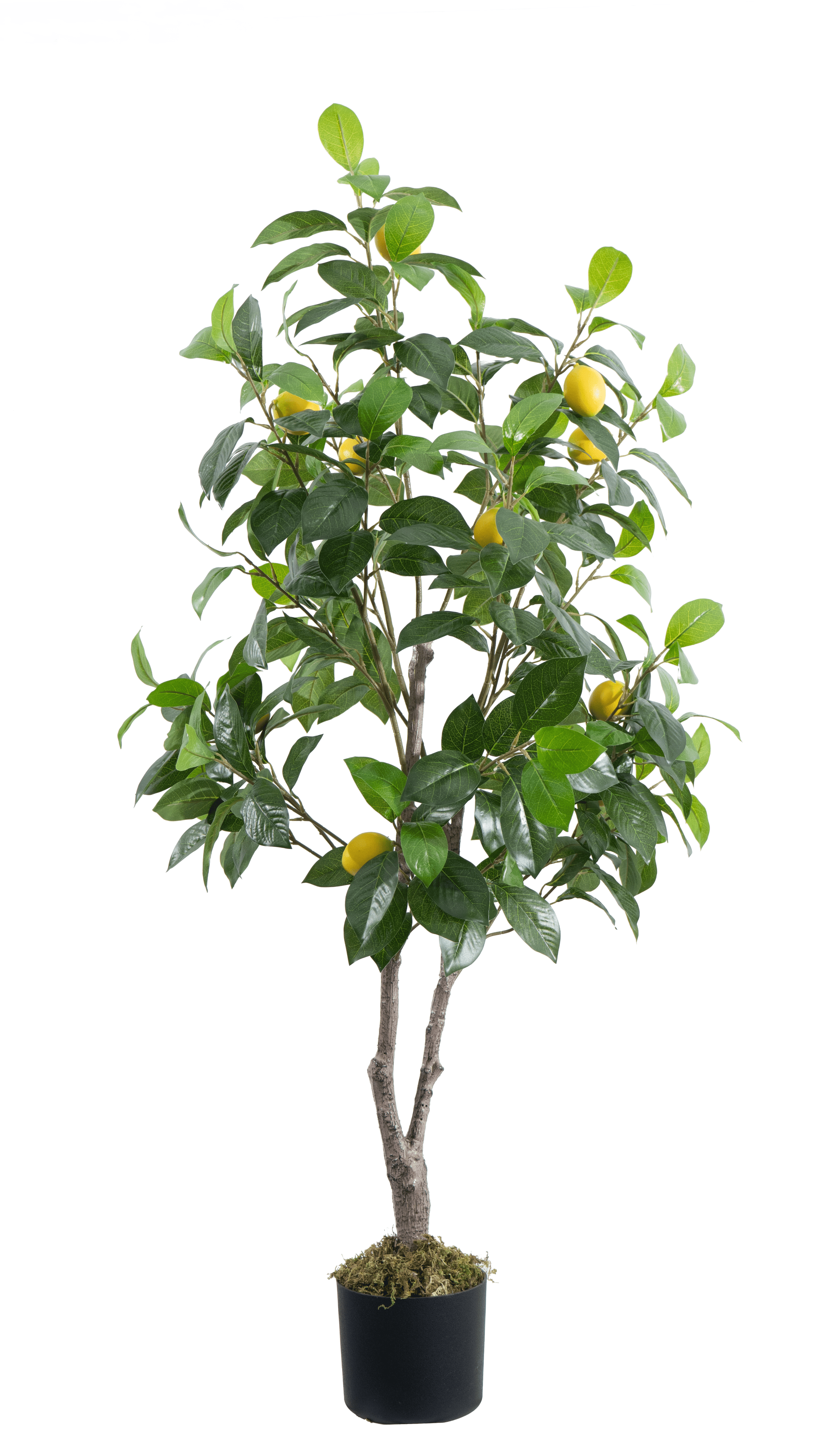 Marcolo 130cm Artificial Lemon Tree in Black Planter