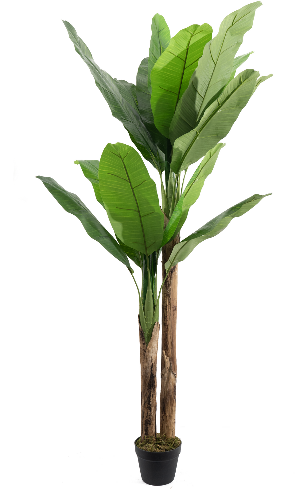 Artificial Banana Tree 210cm Extra Tall Indoor Decorative Tree