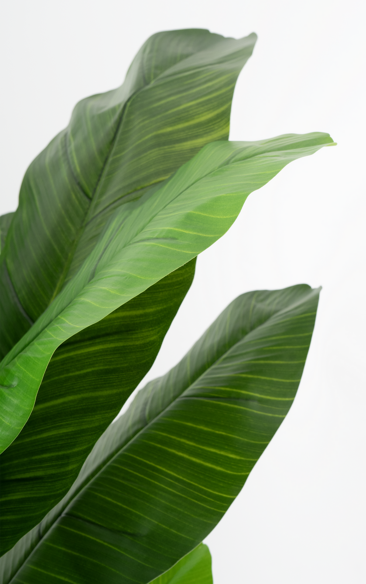 Marcolo 210cm artificial banana tree detail showing large, realistic green leaves with fine ridges.