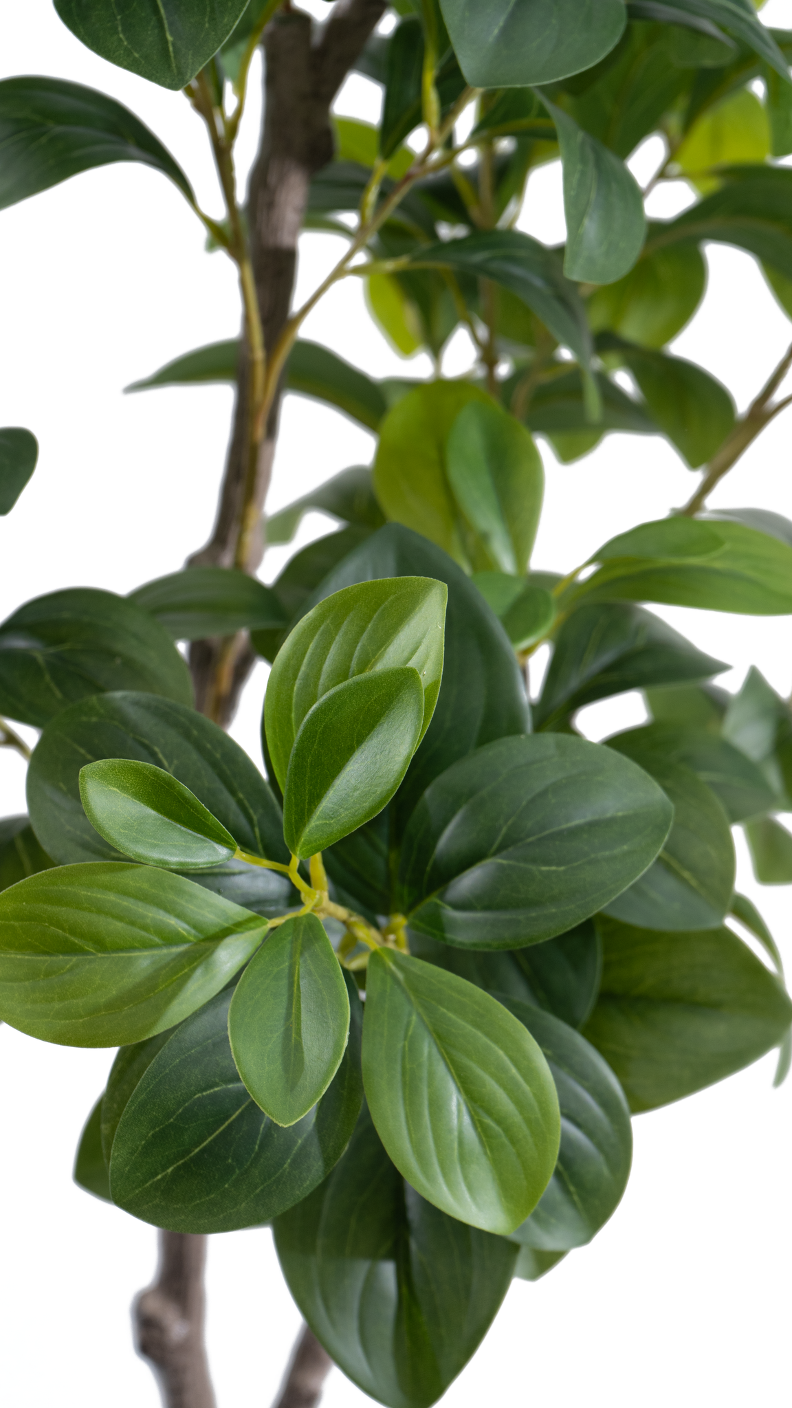 Close-up of the green leaves on the Marcolo artificial seven star leaf tree