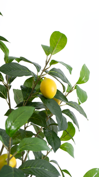 Marcolo 130cm Artificial Lemon Tree Leaves Close-up