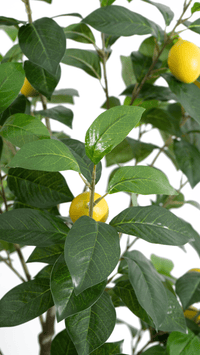 Marcolo 130cm Artificial Lemon Tree Branches & Leaves
