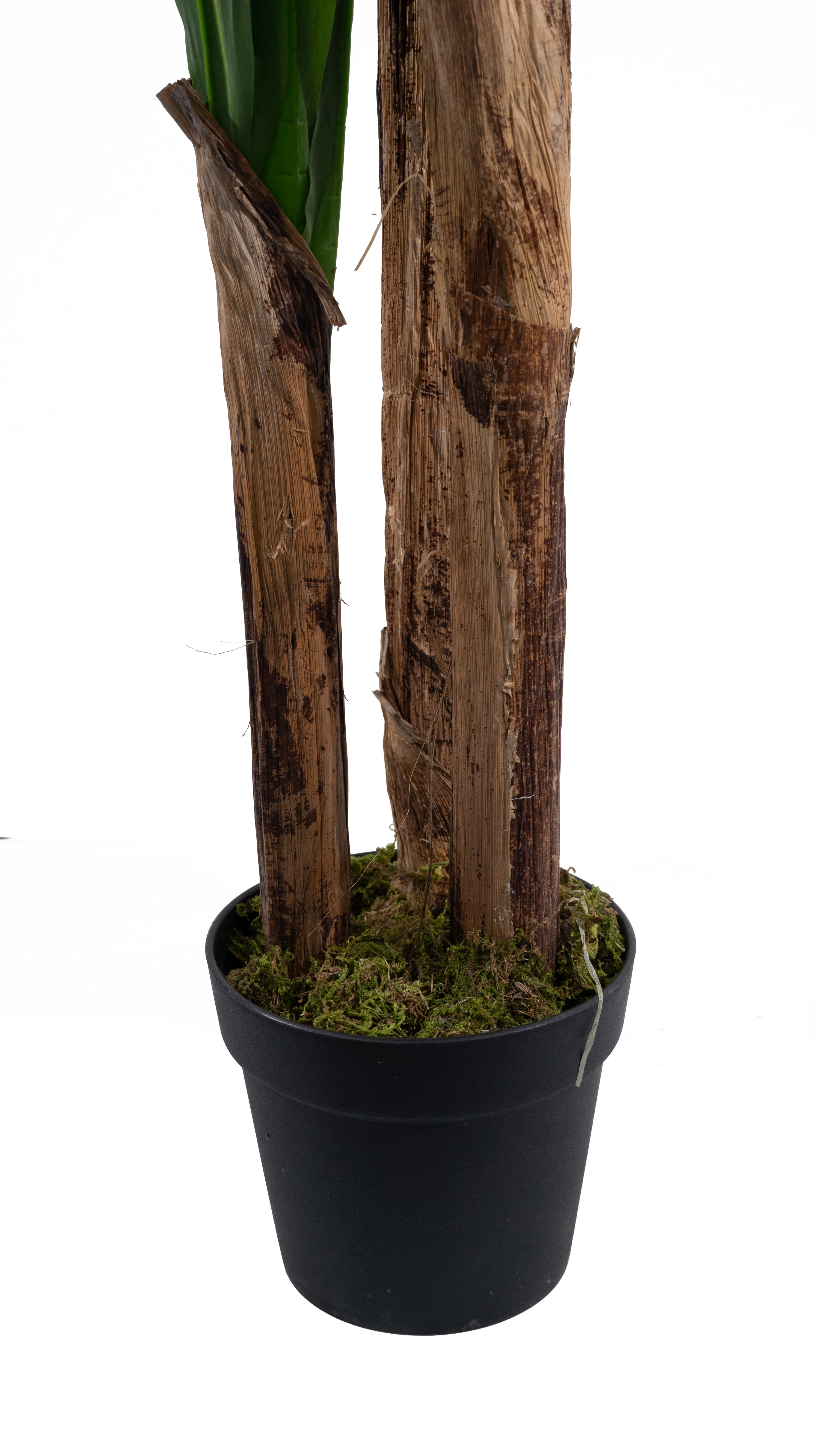 Natural textured trunks of a Marcolo Dracaena tree in a pot.