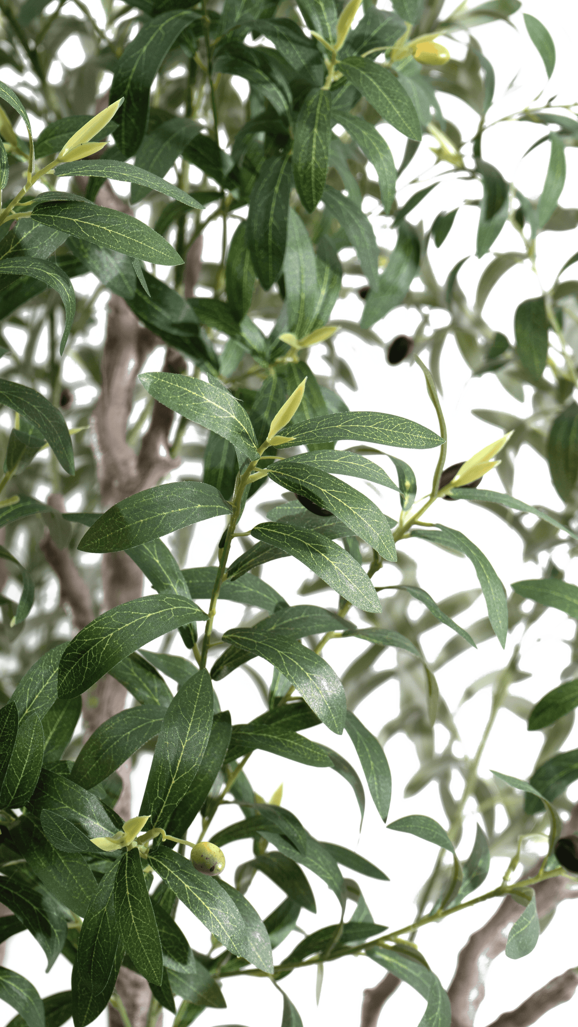 Close-up of the foliage and olives on the Marcolo artificial olive tree