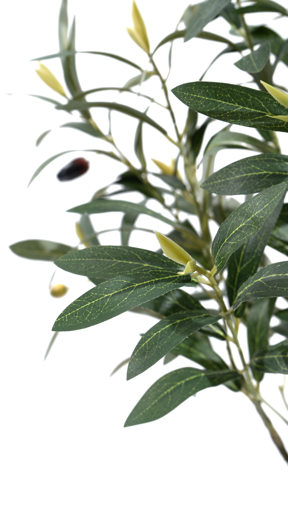 Foliage and small fruits of a Marcolo artificial olive tree.