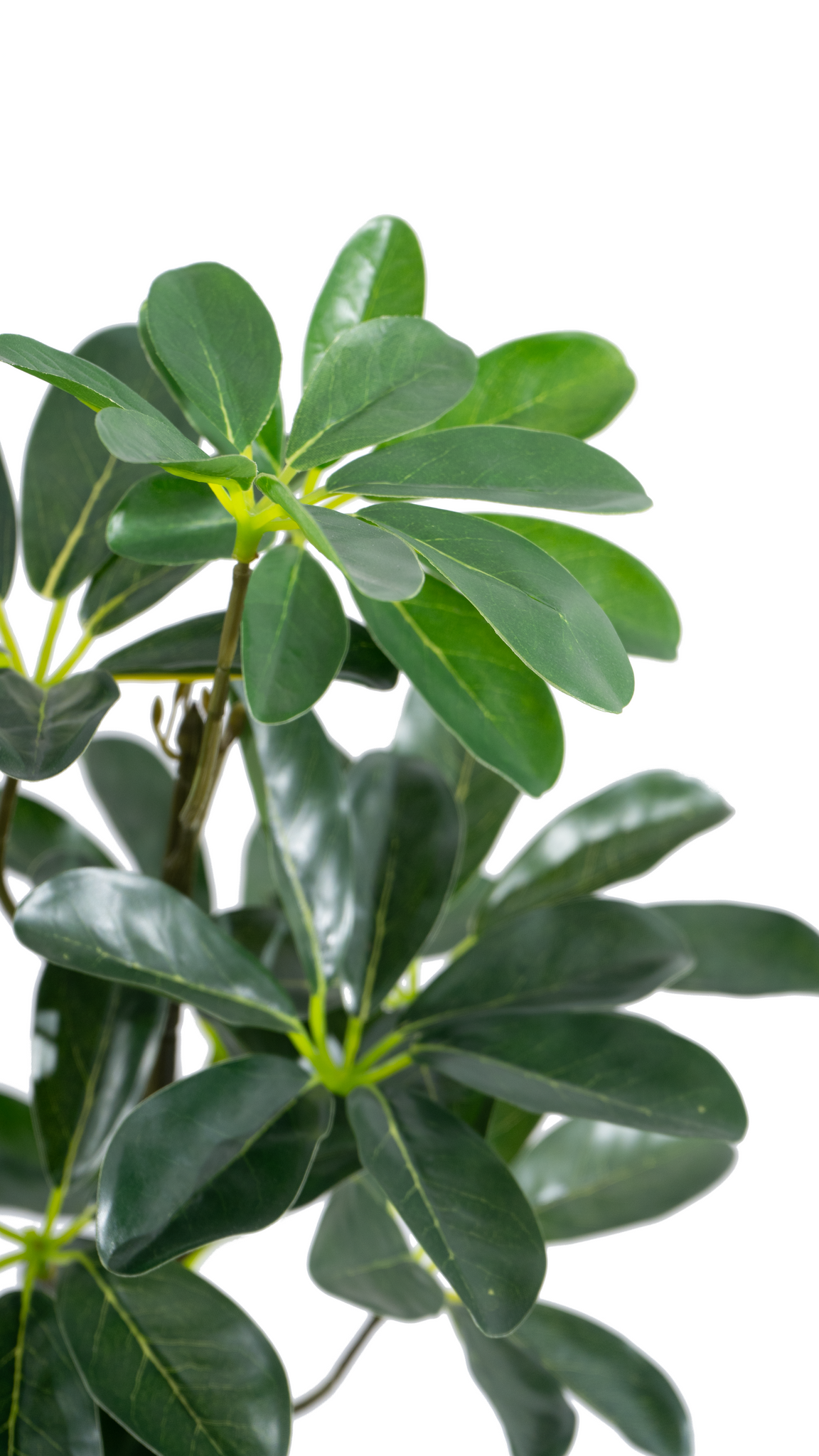 Close up of Marcolo 85cm seven star leaf tree leaves