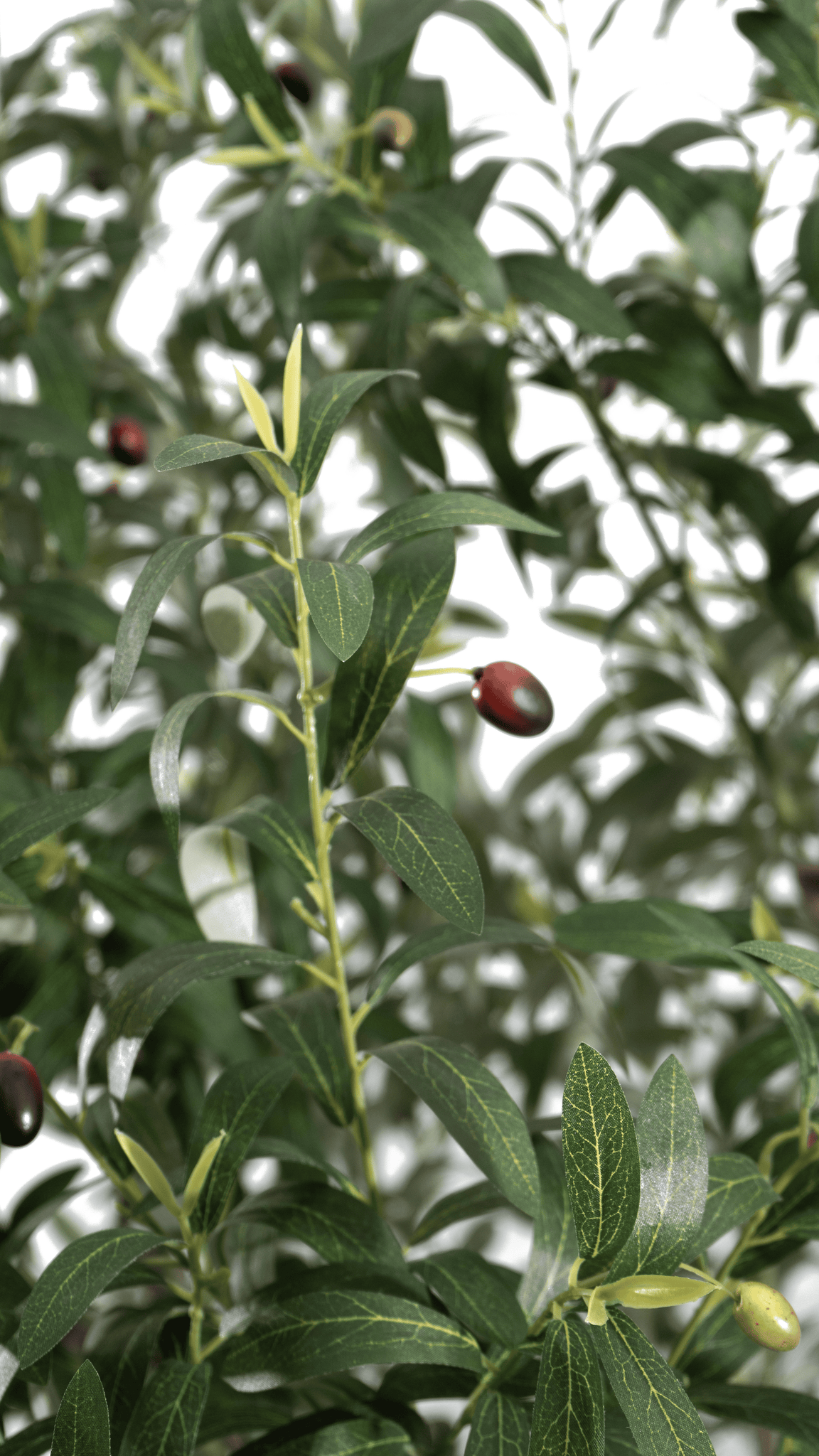 Lush green leaves and faux olives of a Marcolo olive tree.