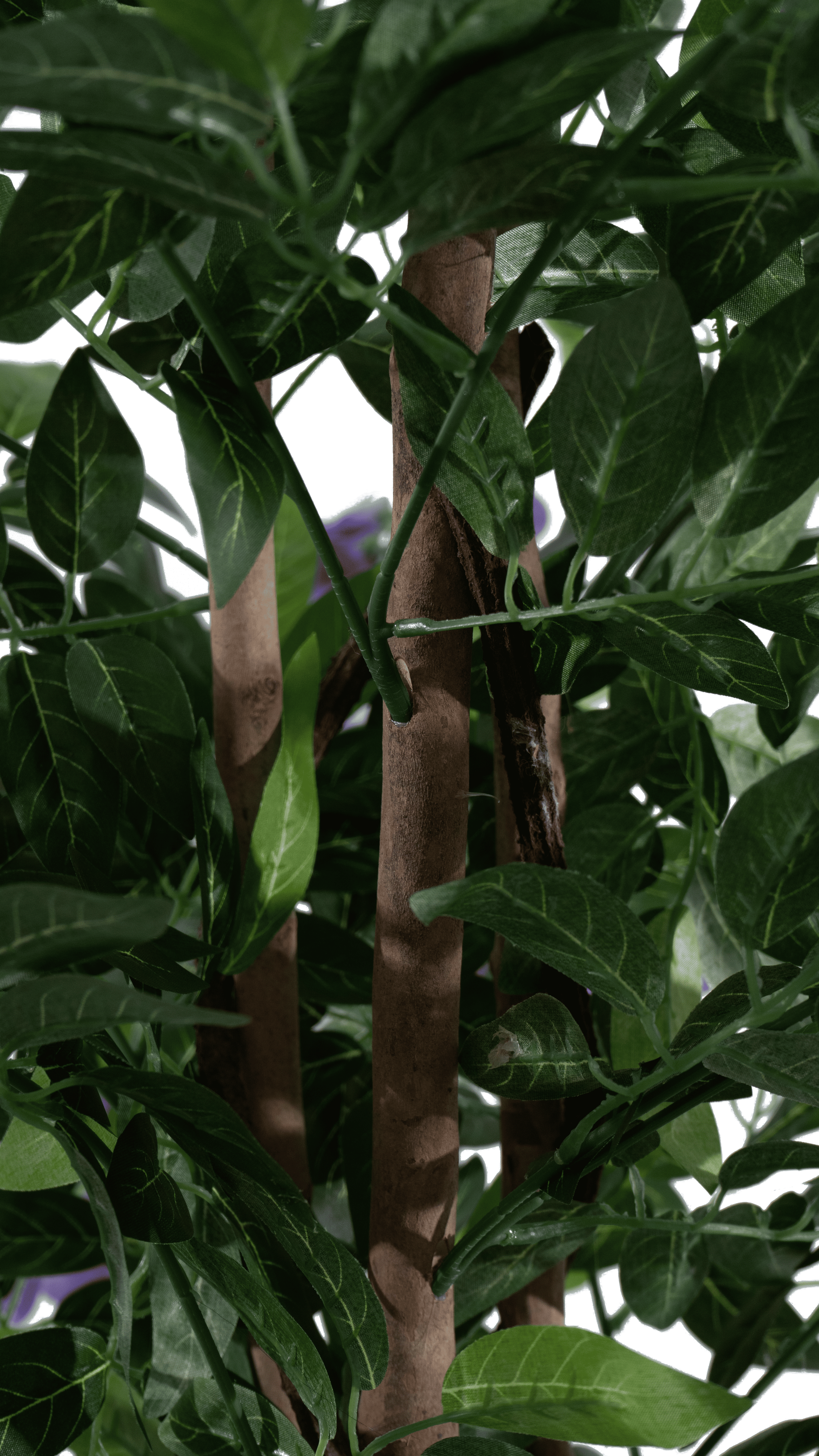 Close-up of the natural wooden trunk of a Marcolo Douhua tree.