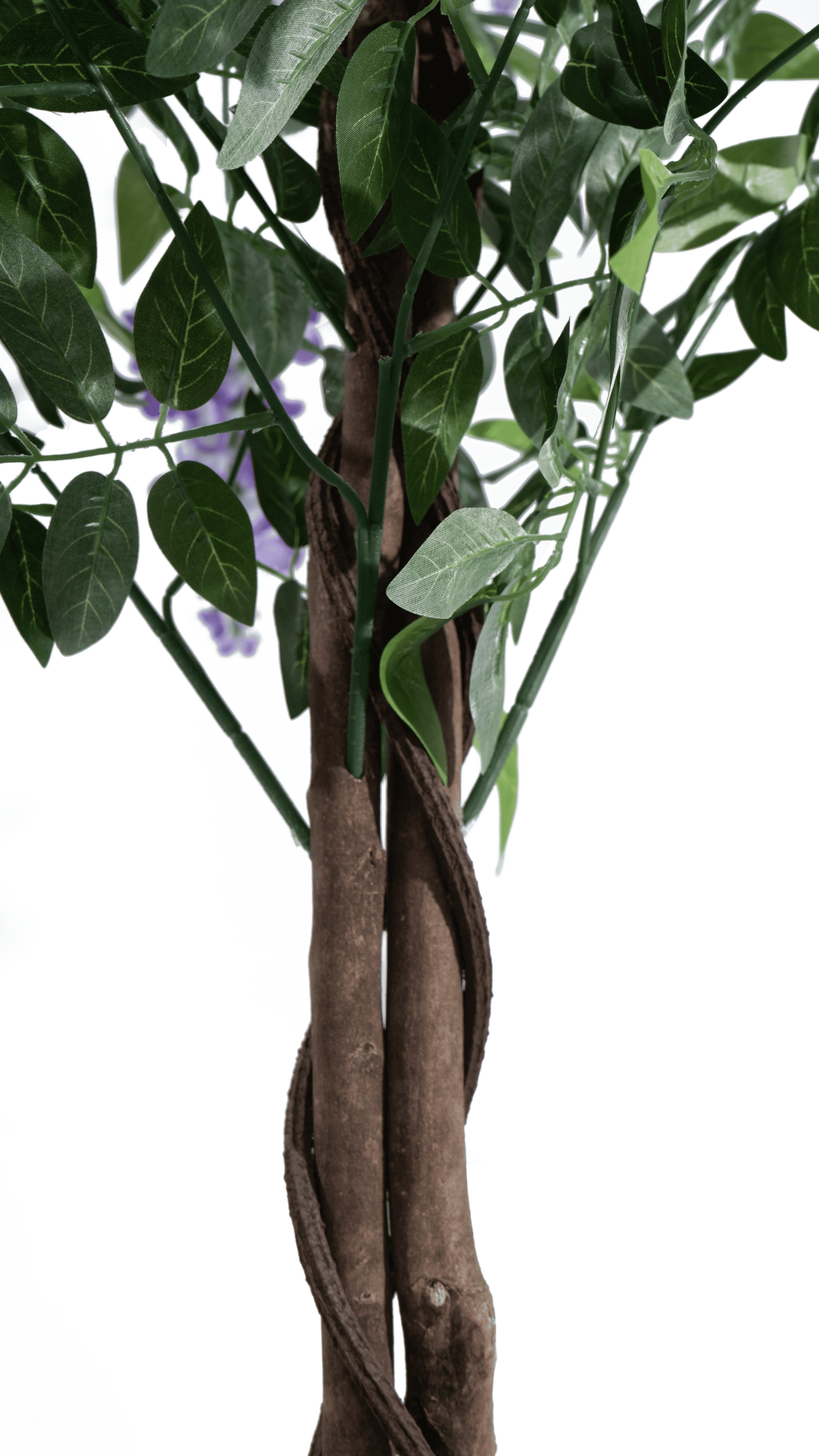 Close-up of the twisted natural trunk of a Marcolo Douhua tree.