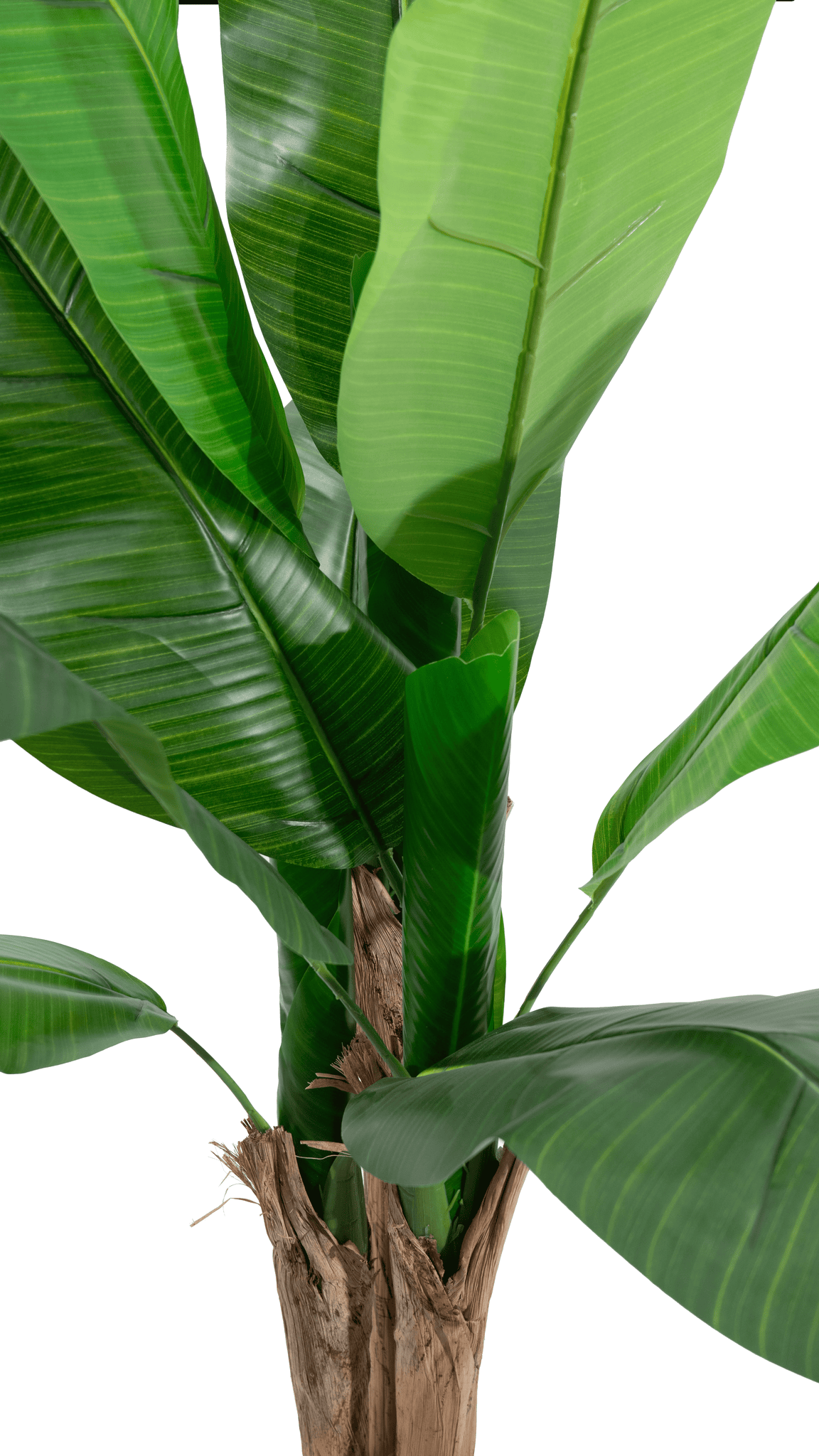 Marcolo artificial banana tree with large green leaves and multiple realistic trunks.