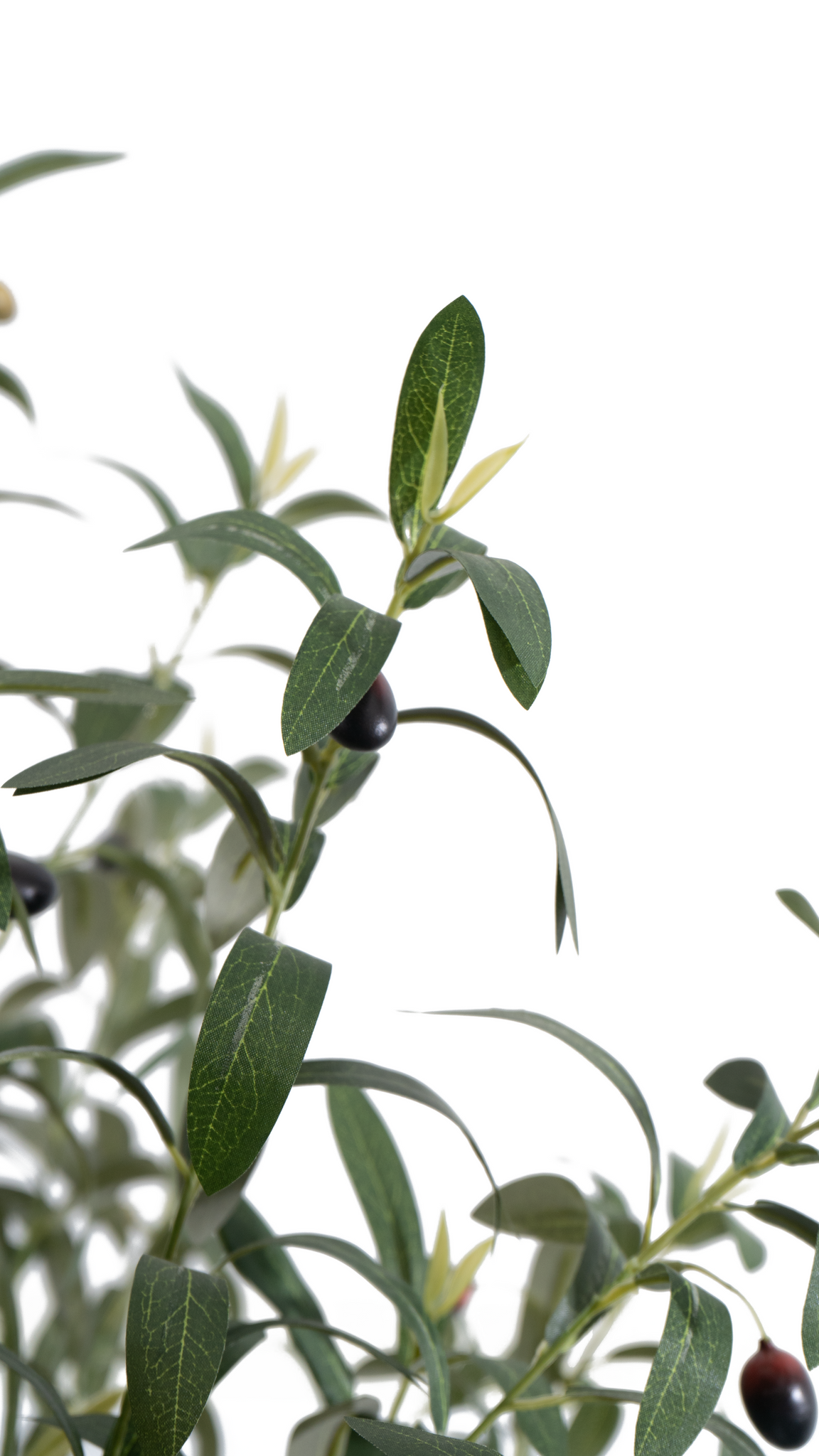 Lush green leaves and dark fruit of a Marcolo olive tree.