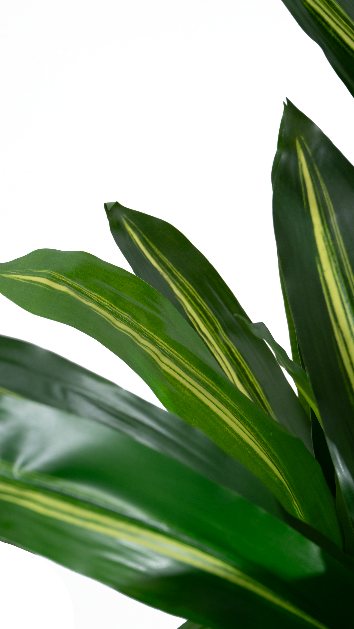 Marcolo artificial Dracaena tree with striped green leaves.
