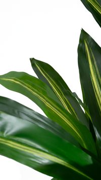 Marcolo artificial Dracaena tree with striped green leaves.