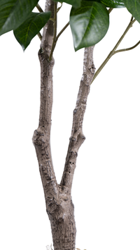 Marcolo 130cm Artificial Lemon Tree Lifelike Trunk Detail