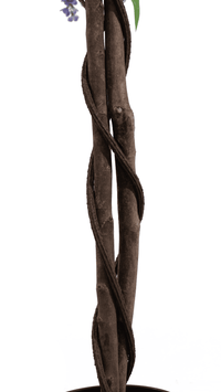 The twisted natural wood trunk of a Marcolo Douhua tree.