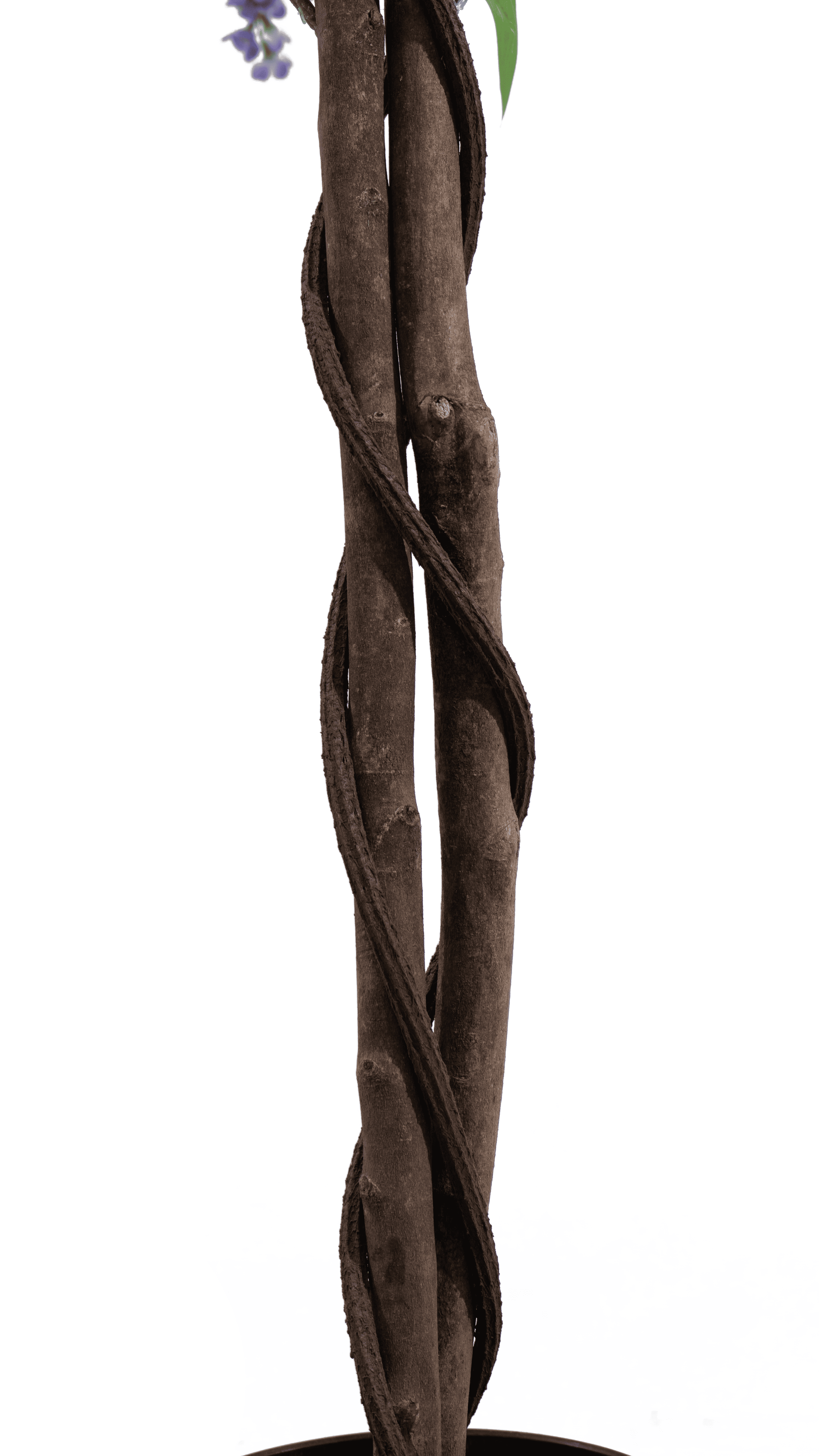 The twisted natural wood trunk of a Marcolo Douhua tree.