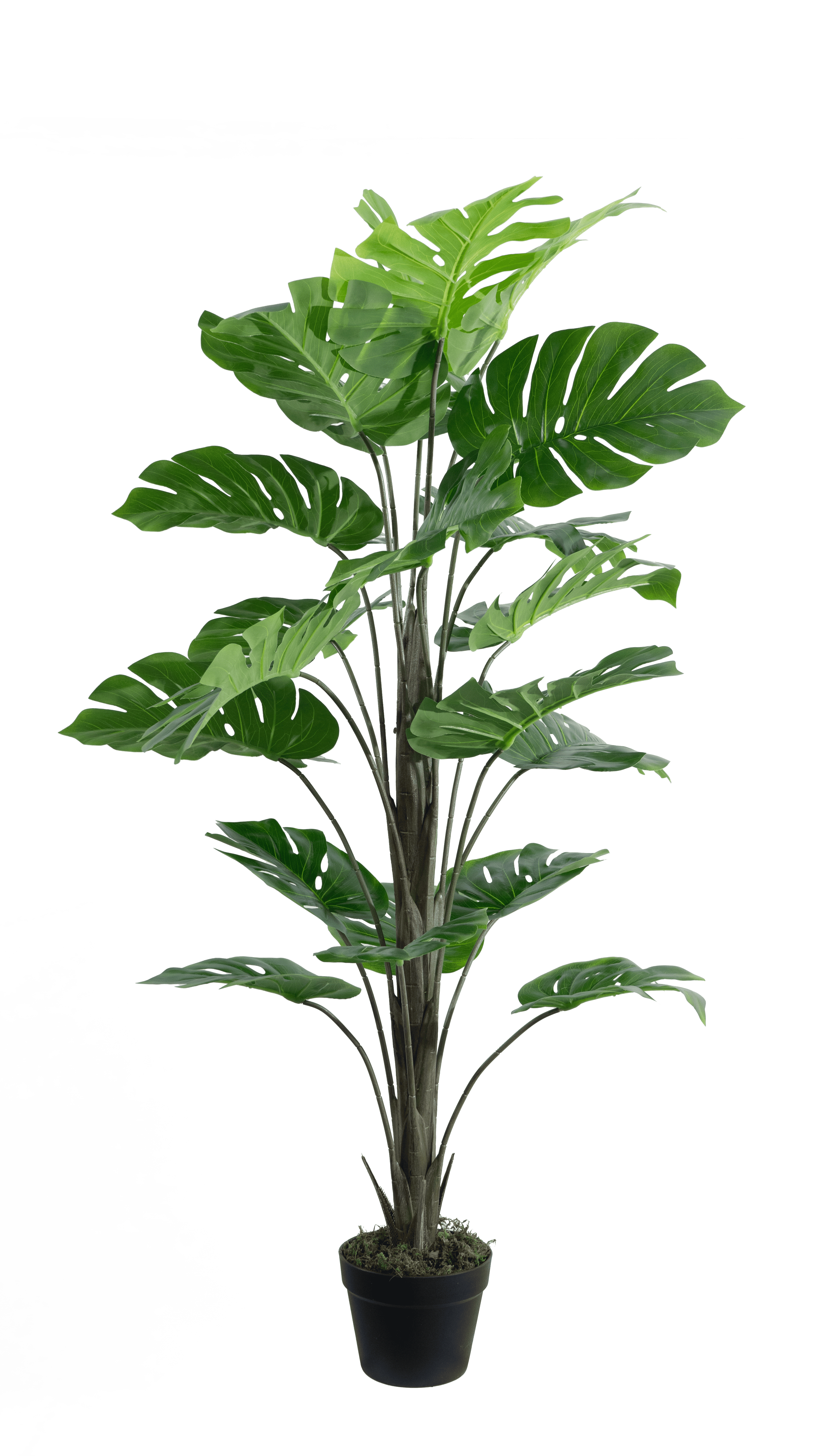 buy monstera deliciosa plant Buy Monstera deliciosa 'Full Mint Marble'… main image 1