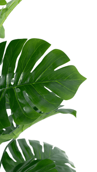 Marcolo 130cm Artificial Monstera Tree Leaf Detail View
