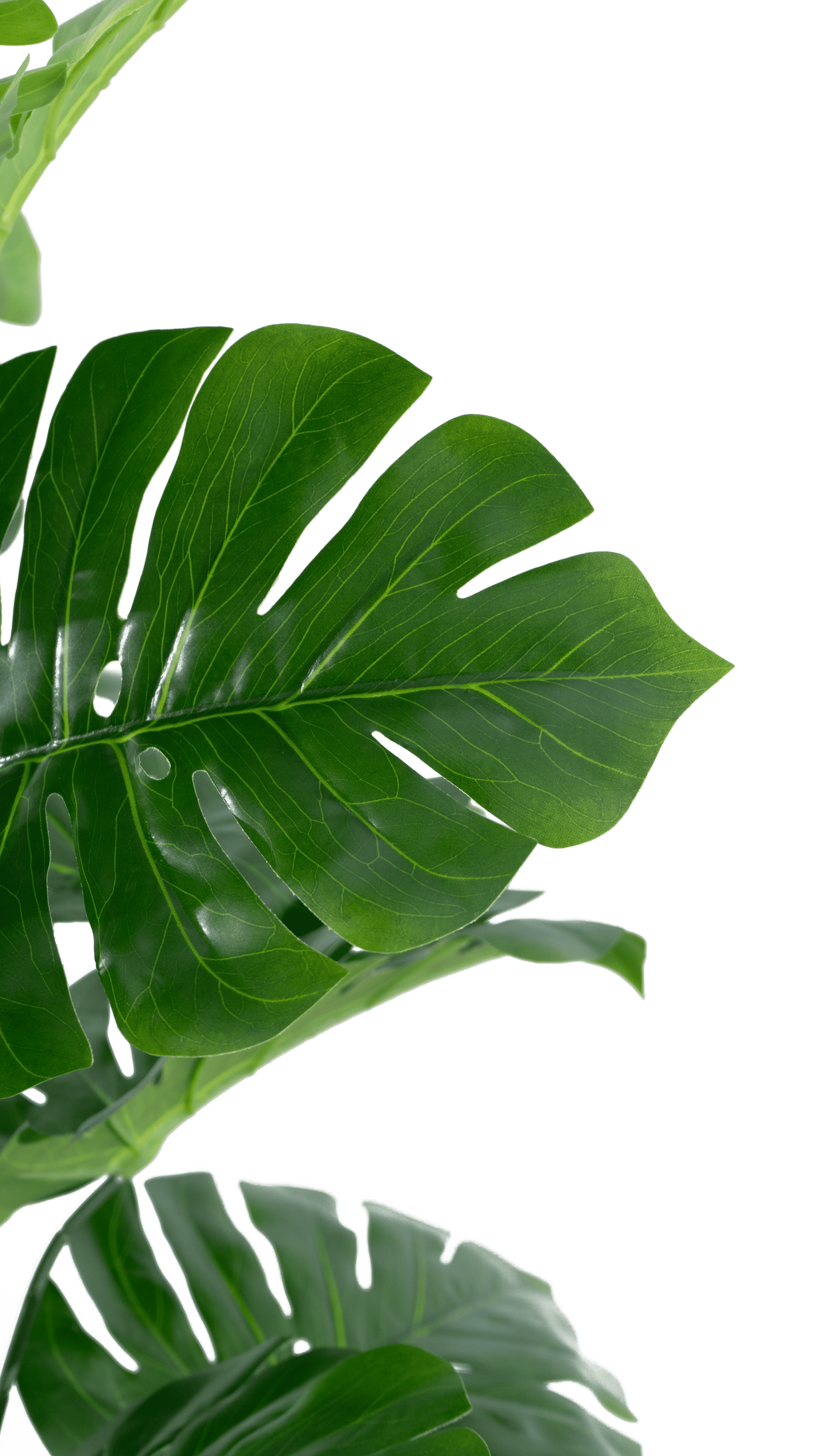 Marcolo 130cm Artificial Monstera Tree Leaf Detail View