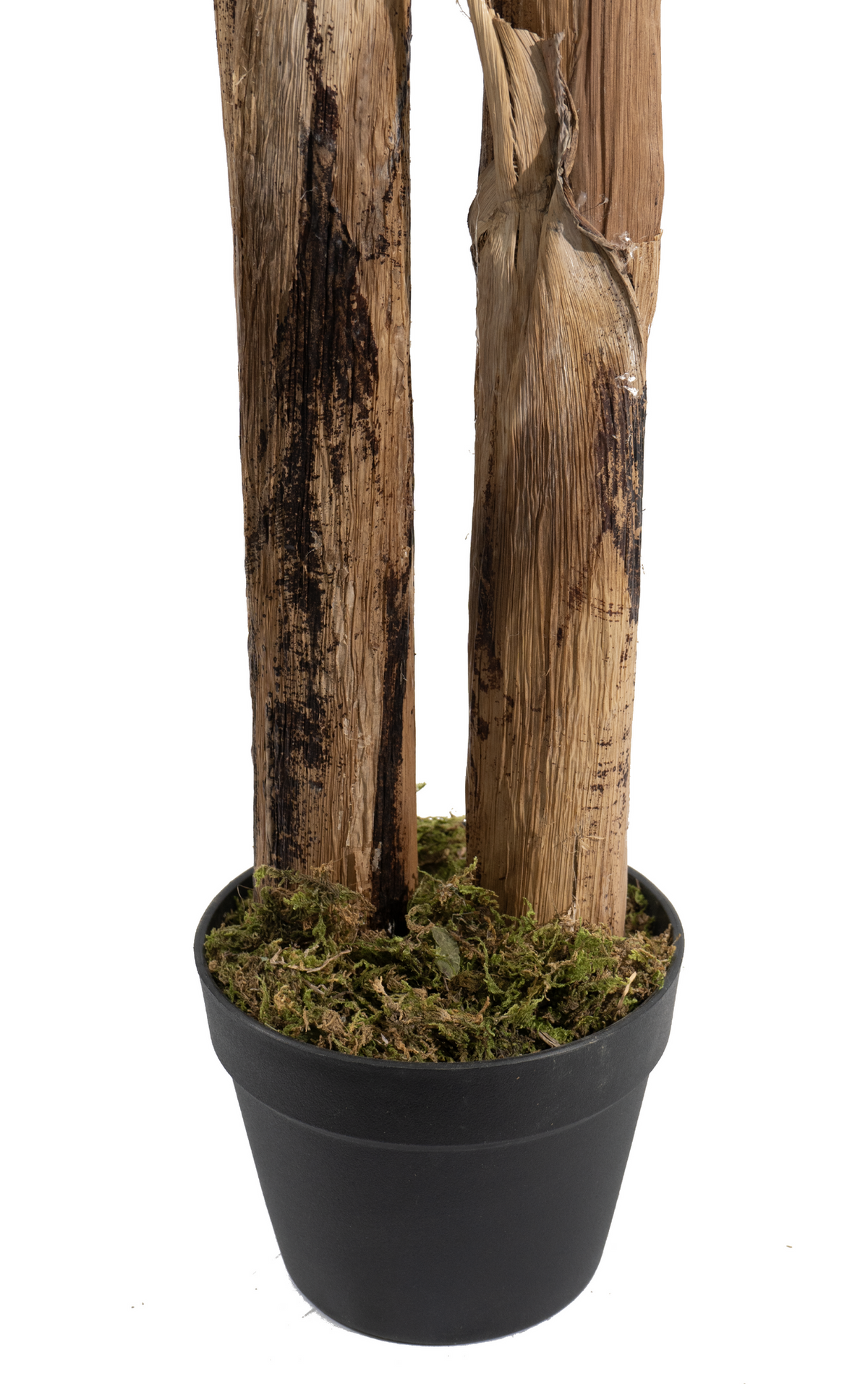Marcolo 210cm artificial banana tree base with realistic textured trunks and moss in a black pot.