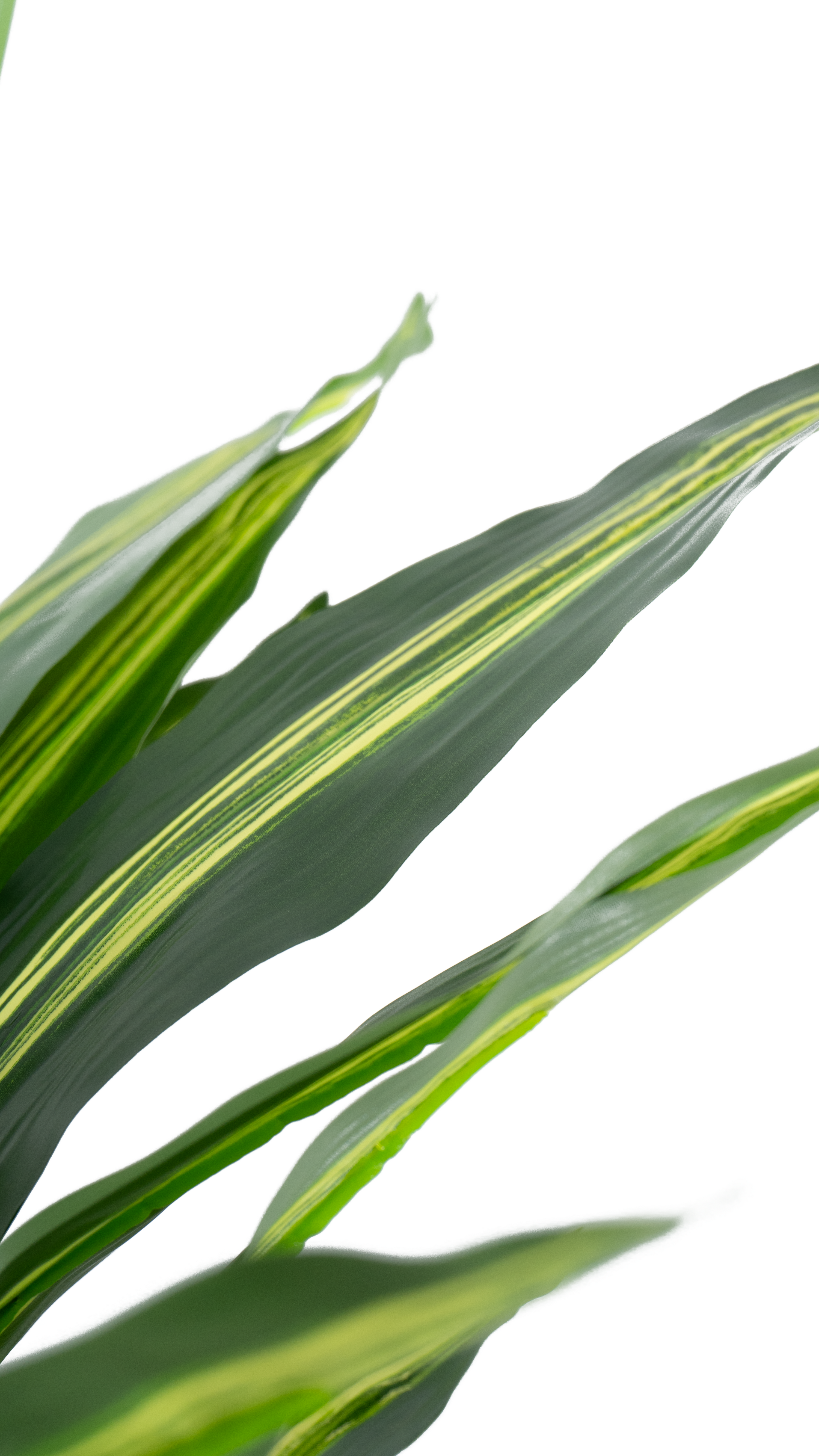Close-up of the striped green leaves on a Marcolo Dracaena tree.