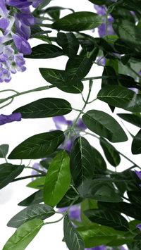 Close-up of vibrant green leaves on a Marcolo Douhua tree.