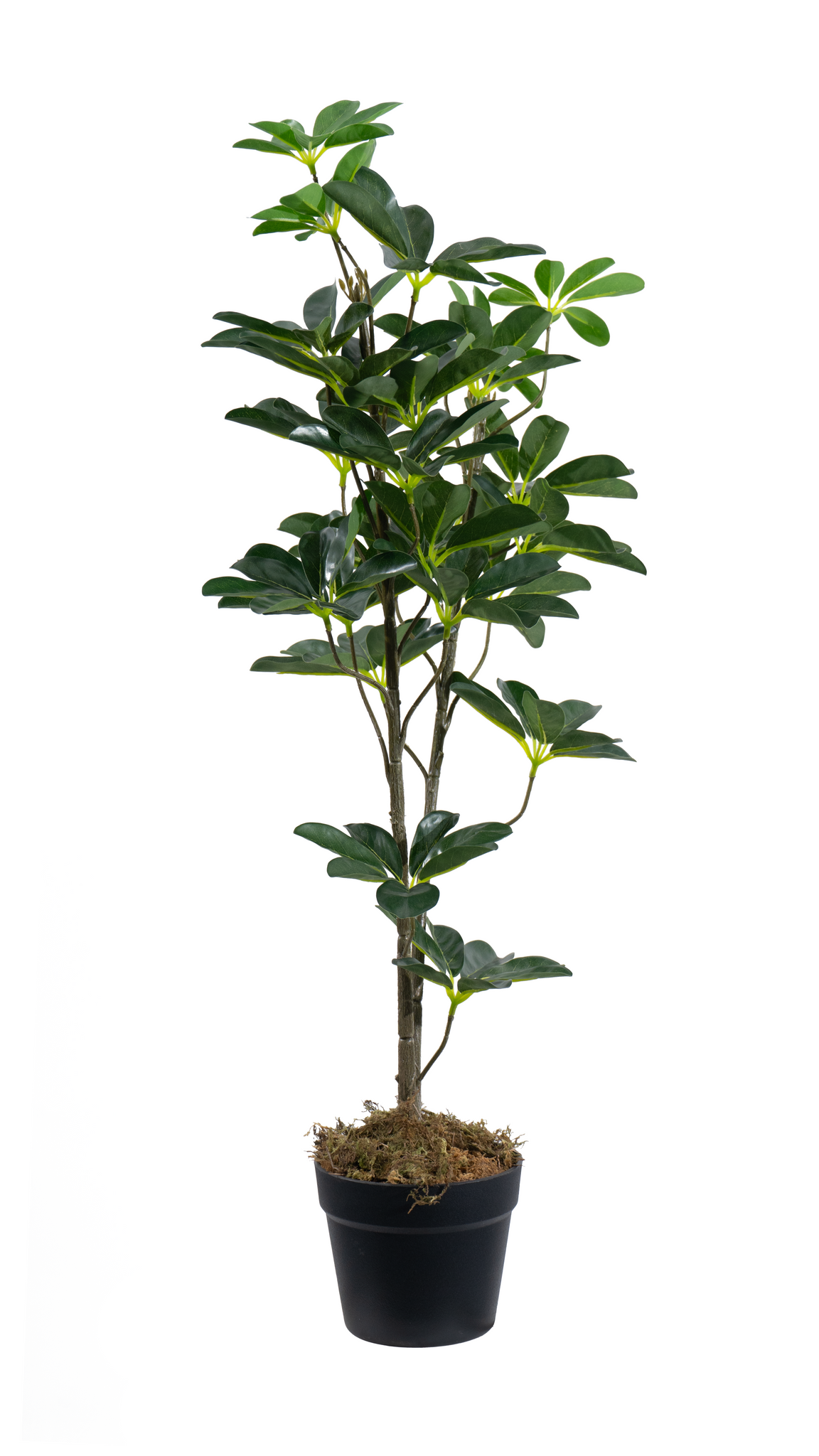 Marcolo 85cm artificial seven star leaf tree lifestyle