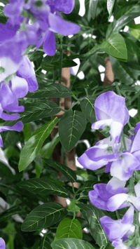 Close-up of purple Douhua flowers and leaves by Marcolo.