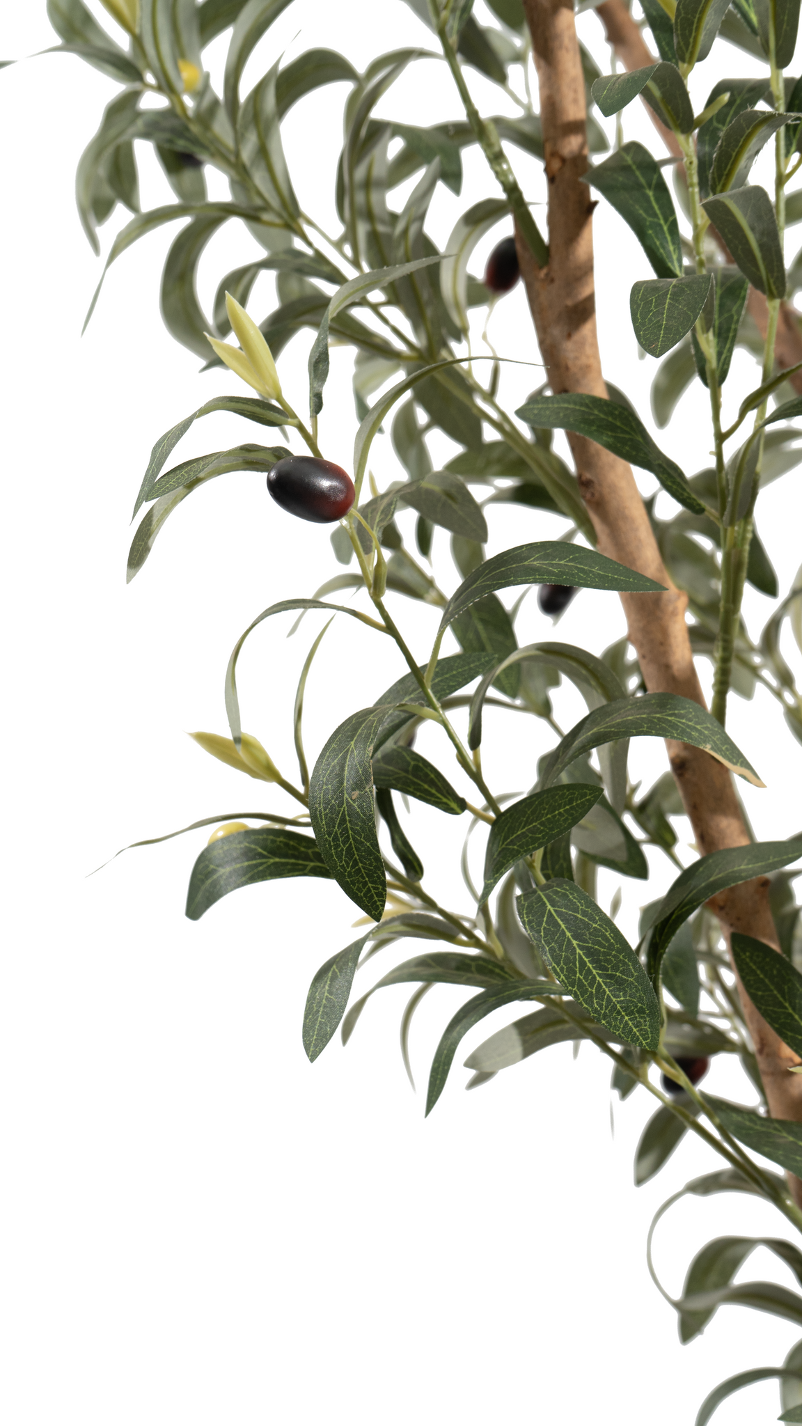Close-up of Marcolo artificial olive tree leaves and fruit.