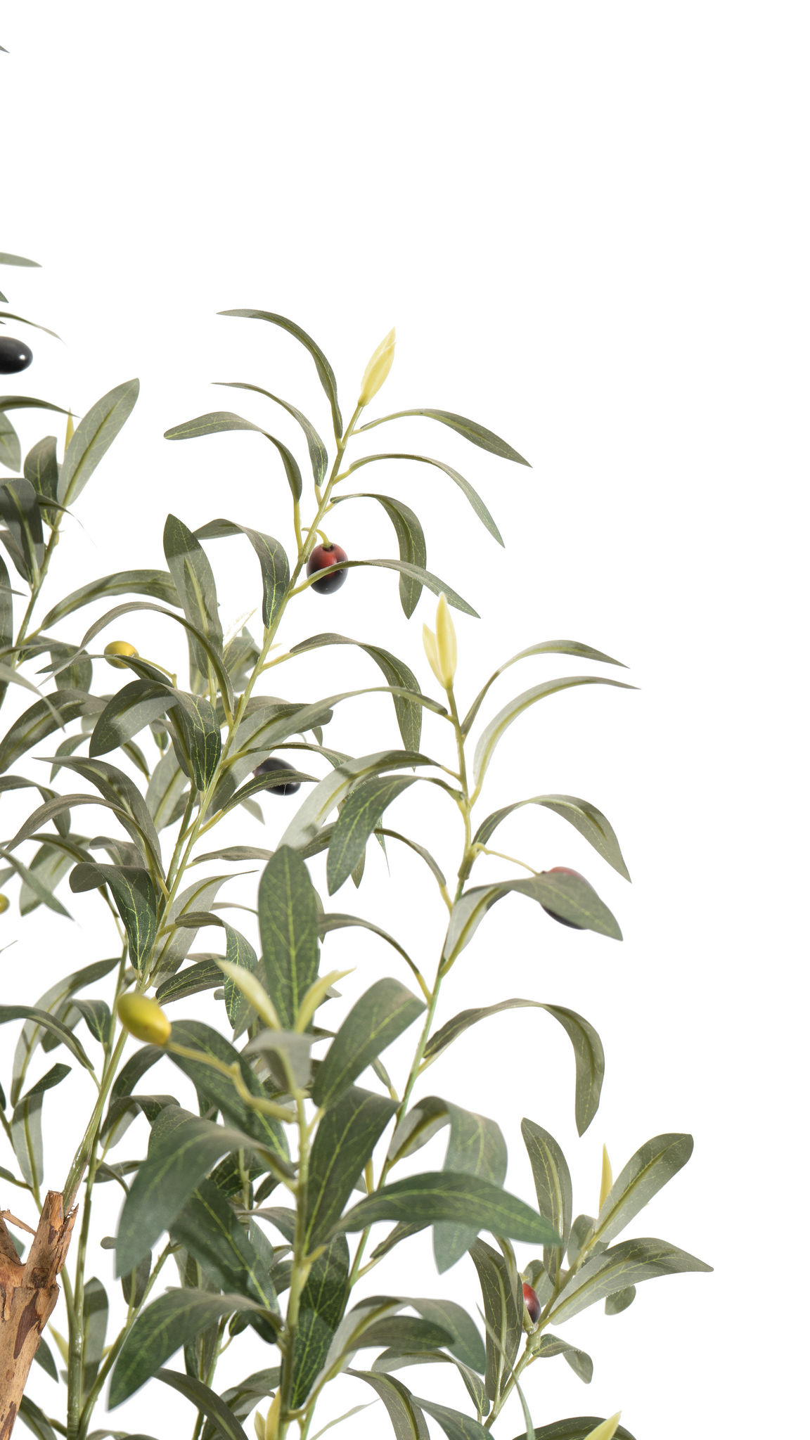 Leaves and olives on a branch of the Marcolo artificial olive tree