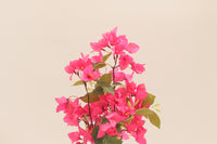 Pink artificial bougainvillea flowers by Marcolo.