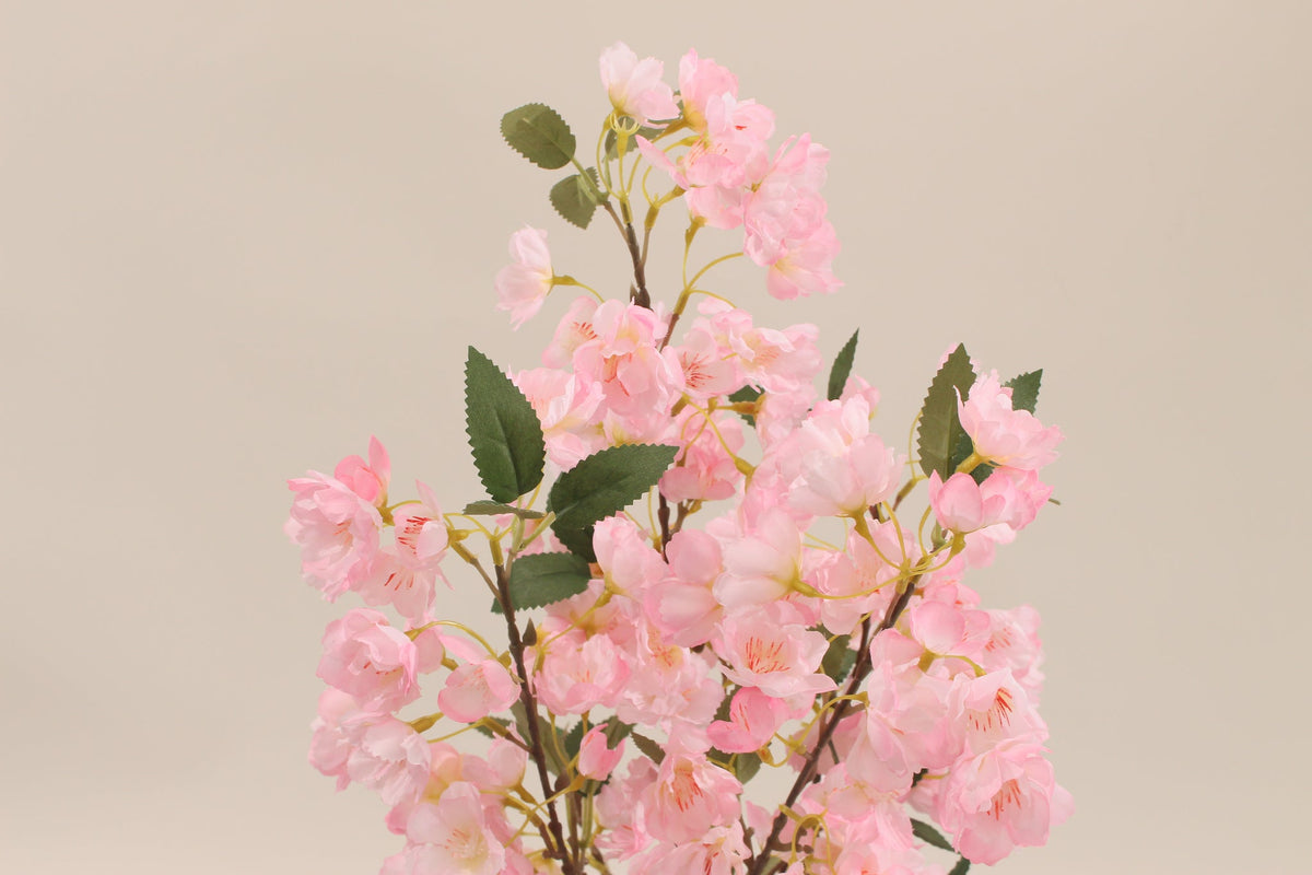 Close-up of the pink blossoms on the Marcolo 50 cm cherry blossom bonsai