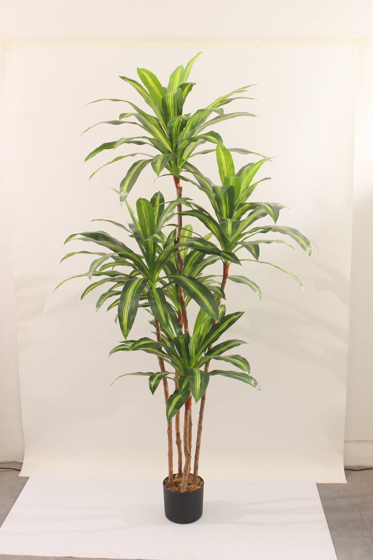 Lush green leaves of a 180cm Marcolo artificial Dracaena.