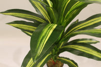 Close-up of the striped green leaves on a Marcolo Dracaena tree.