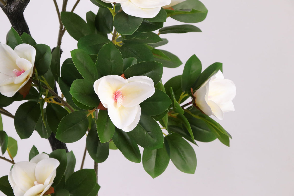 White flowers and green leaves on the Marcolo 120 cm artificial magnolia tree