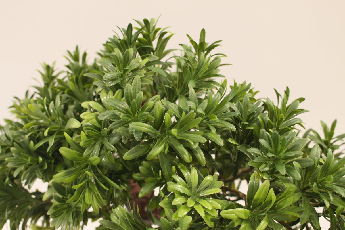 Close-up of the dense needles on the Marcolo 50 cm artificial pine bonsai