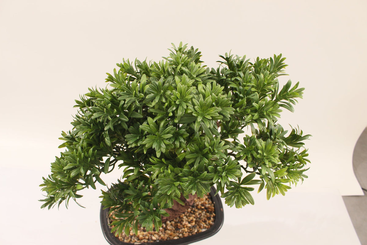 Close-up of the dense needles on the Marcolo 45 cm artificial pine bonsai