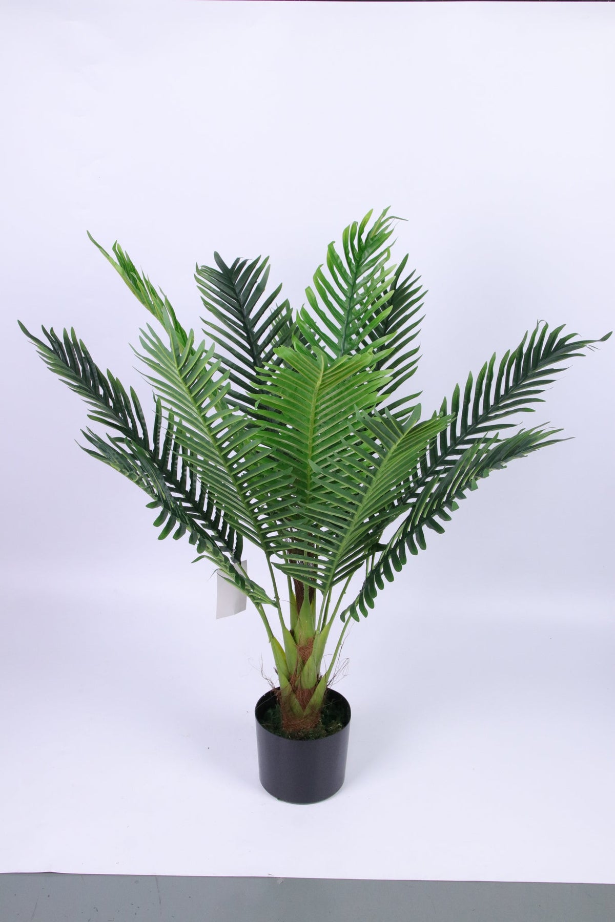 Marcolo 100cm artificial Persian palm tree in a studio.