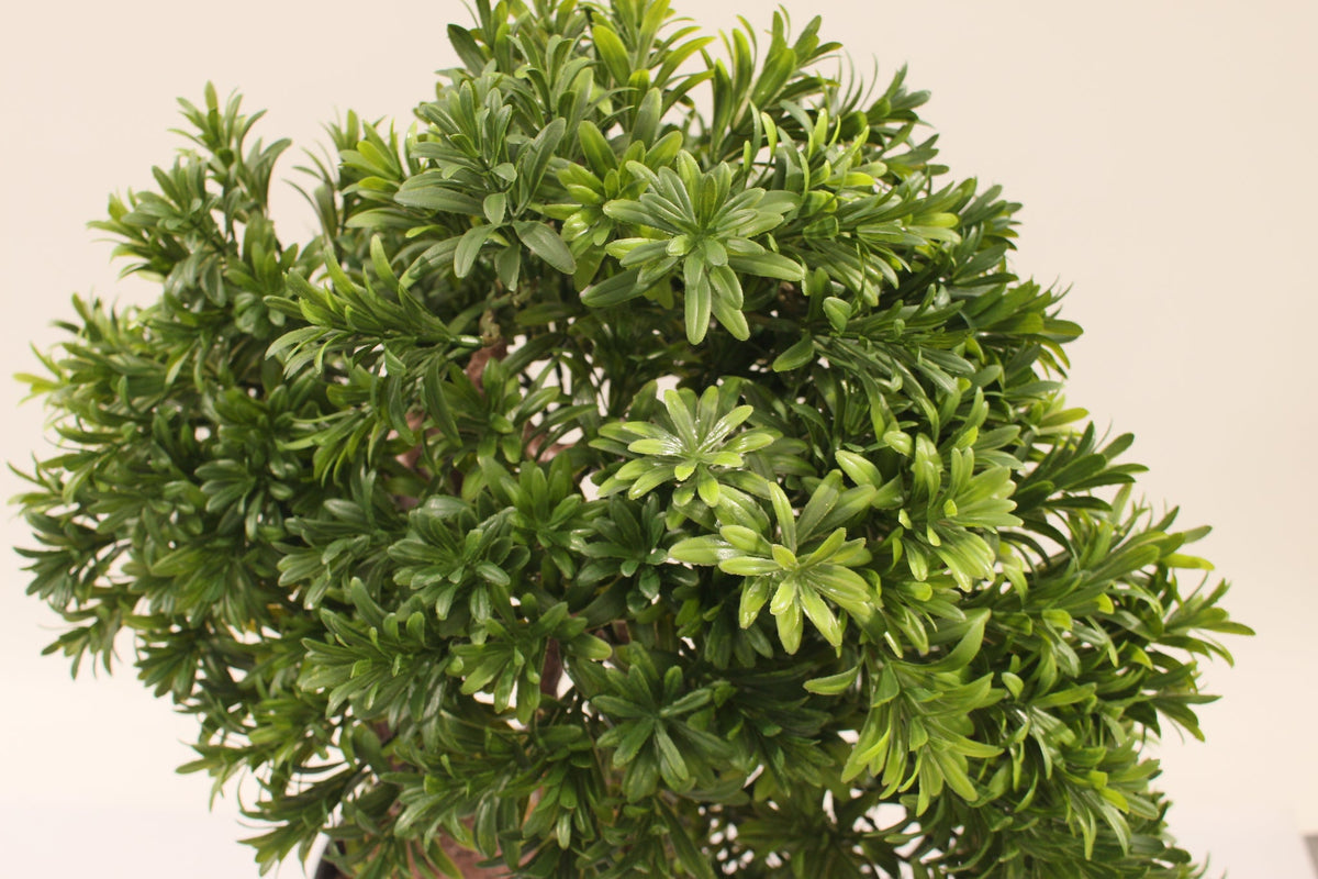 Marcolo artificial pine bonsai tree lush green needles.