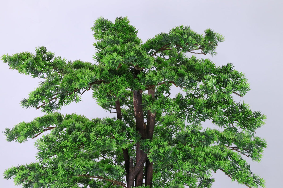 Close-up of the dense green needles on a Marcolo pine tree.