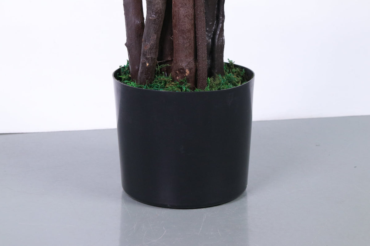 Close-up of the realistic wood-textured trunk of a Marcolo pine.