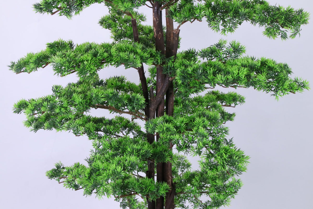 Front view showing the layered green canopy of a Marcolo pine.