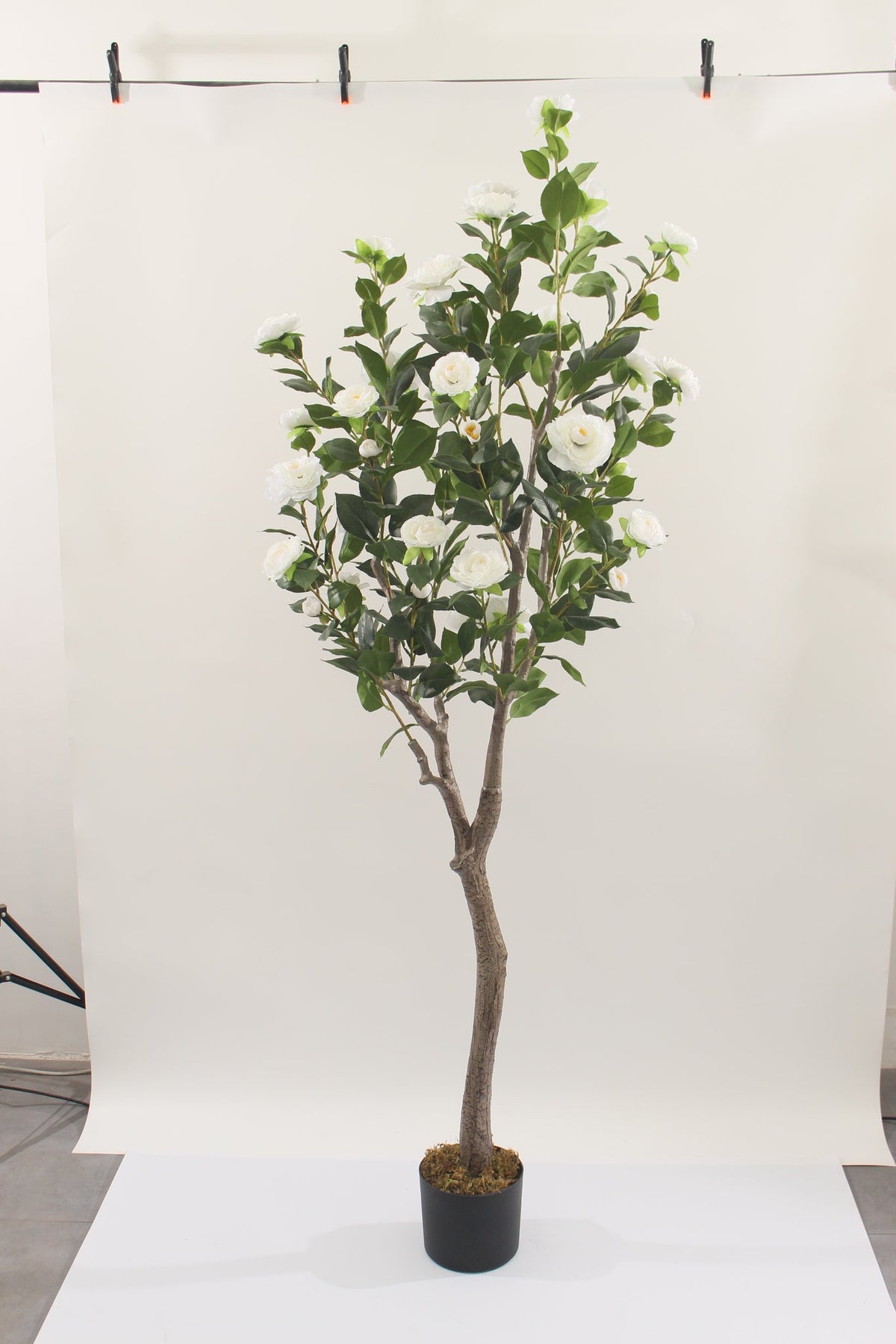 Marcolo artificial camellia tree with pot, white, 180 cm, full view in a studio