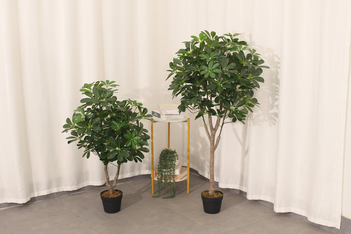 Two Marcolo artificial schefflera umbrella trees in different sizes in a room