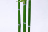 Marcolo artificial bamboo stalks with realistic green nodes and a smooth, vibrant texture.