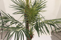 Marcolo 210cm artificial palm tree lush green fronds.